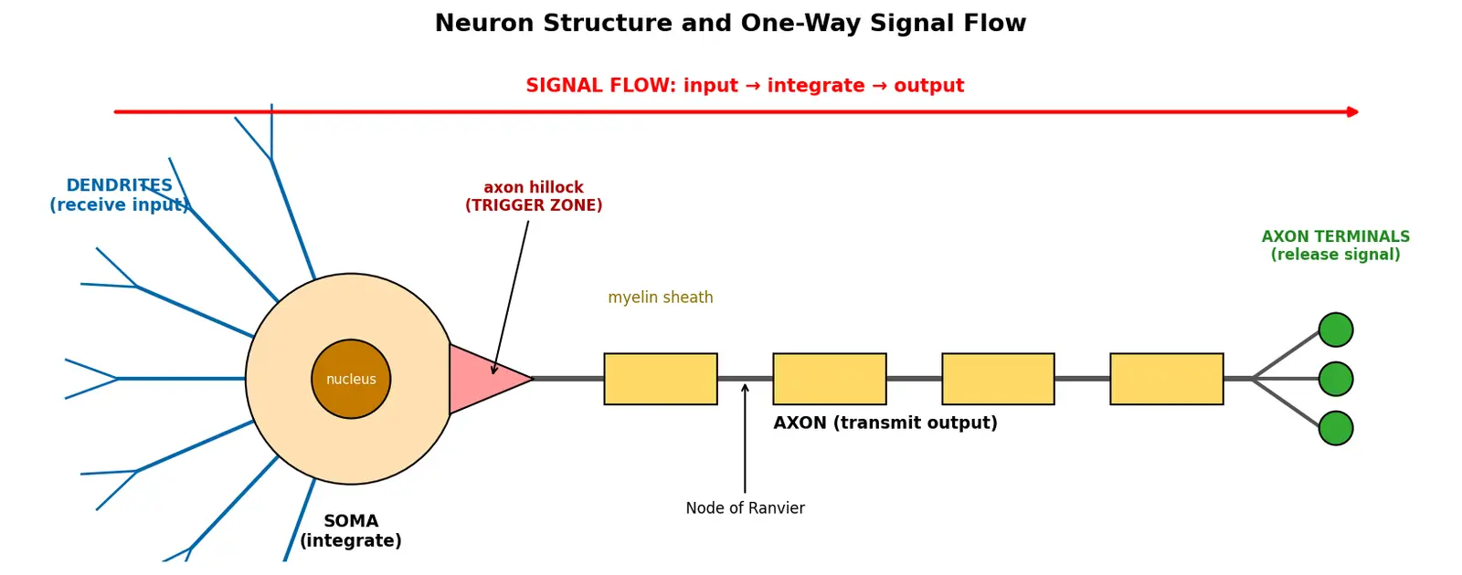 Figure — Describe neuron structure (dendrites, axon, soma)