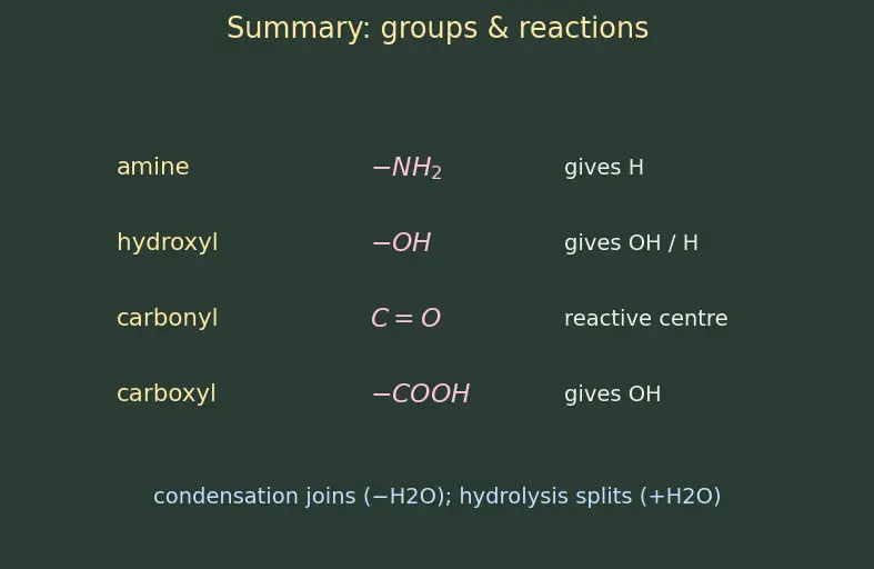 Figure — Peptide bond; primary, secondary, tertiary, quaternary protein structure