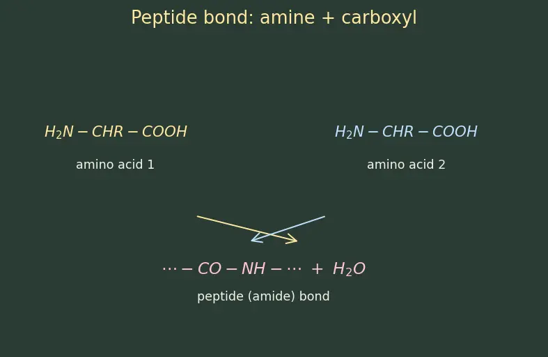 Figure — Peptide bond; primary, secondary, tertiary, quaternary protein structure