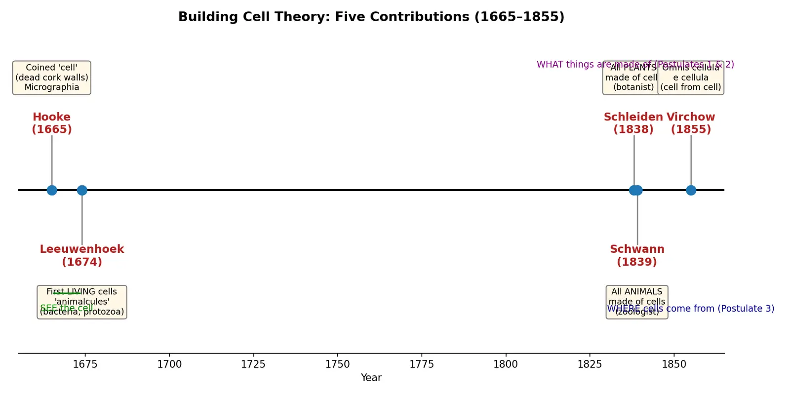 Figure — Identify contributions of Hooke, Leeuwenhoek, Schleiden, Schwann, Virchow