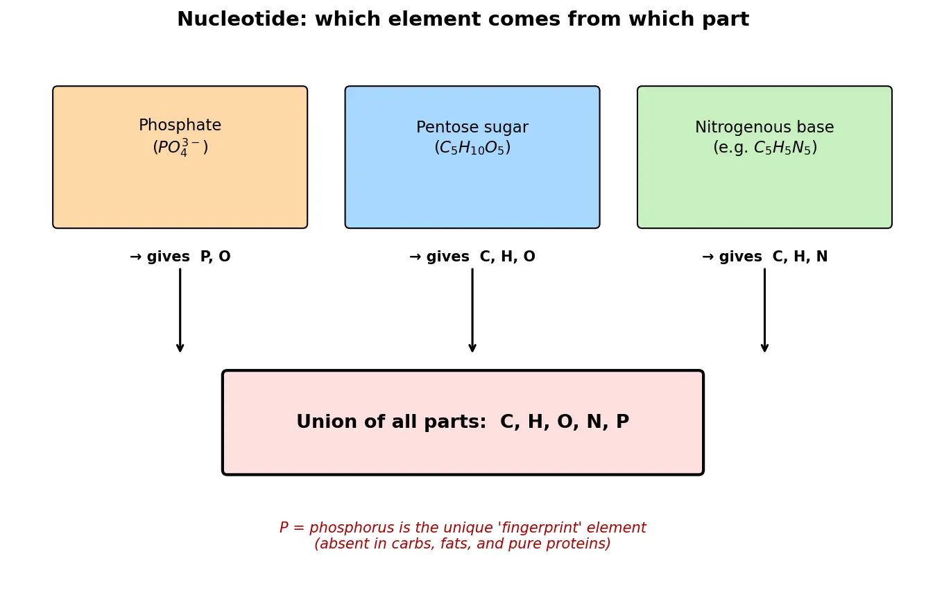 Figure — Identify nucleic acid elements