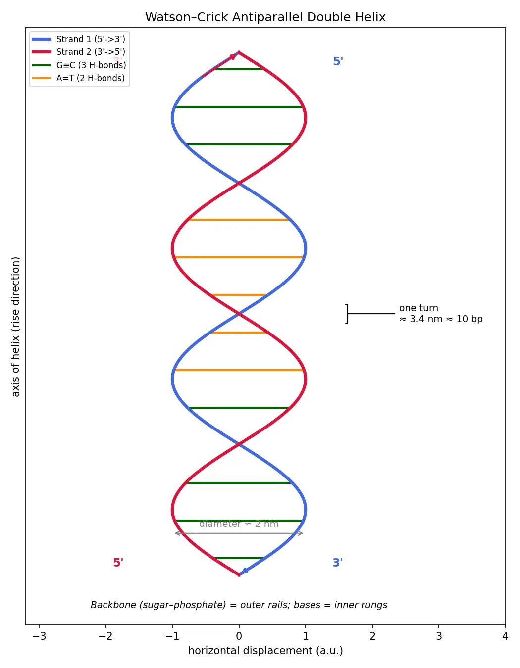 Figure — Describe the Watson-Crick double helix model