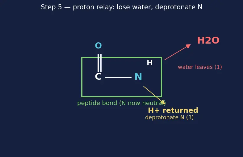 Figure — Peptide bond; primary, secondary, tertiary, quaternary protein structure