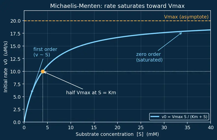 Figure — Enzymes — lock-and-key vs induced fit; Michaelis-Menten kinetics