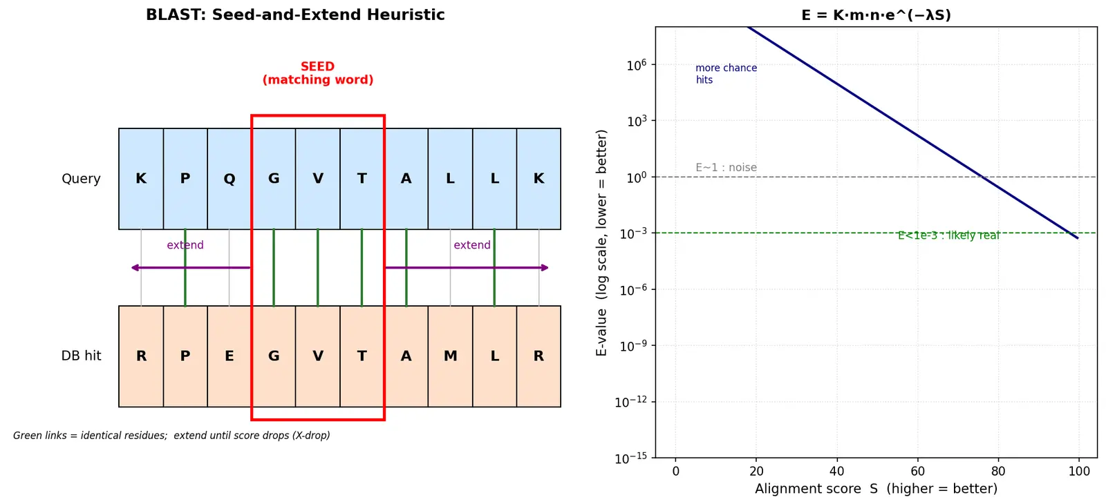Figure — Describe BLAST and homology searching