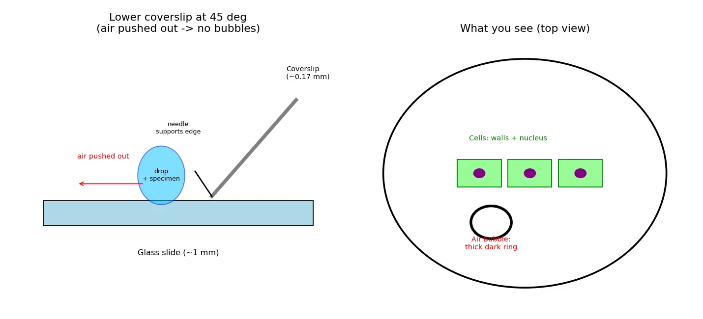Figure — Prepare a wet mount slide