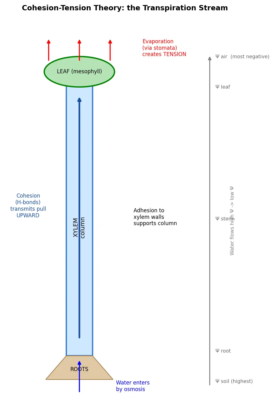 Figure — Explain transpiration and the cohesion-tension theory