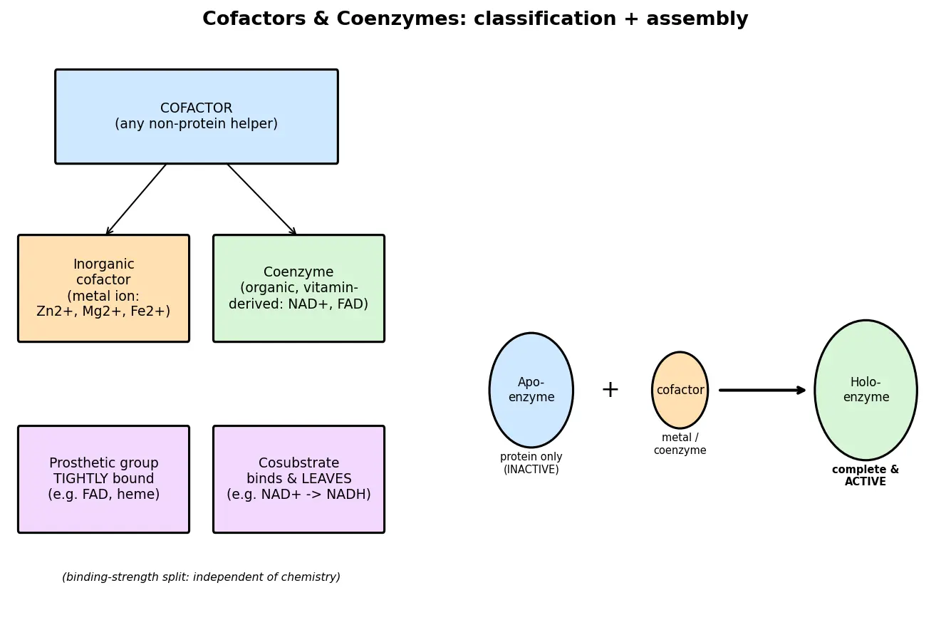 Figure — Define cofactors and coenzymes