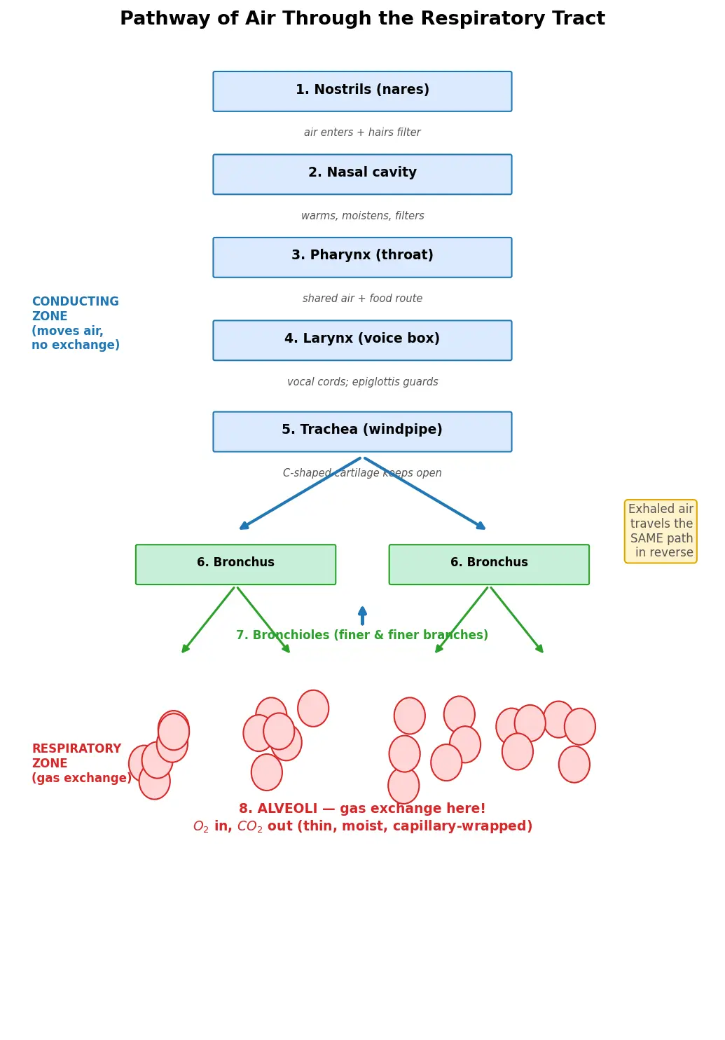 Figure — Describe the pathway of air through the respiratory tract
