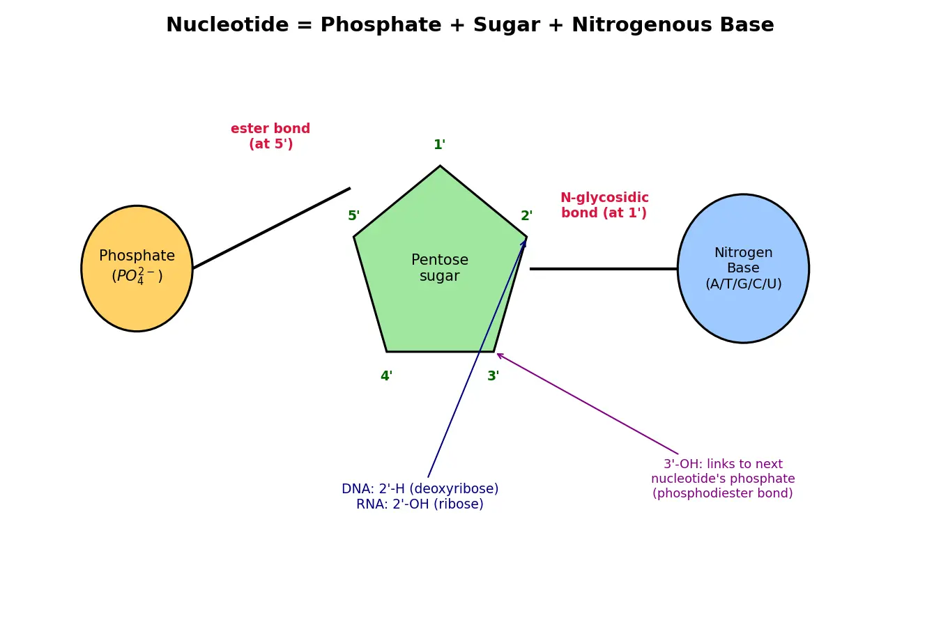 Figure — Describe nucleotide structure (sugar, phosphate, base)