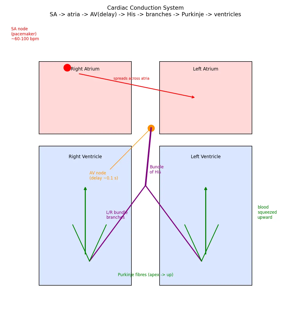 Figure — Describe the conduction system (SA, AV node)