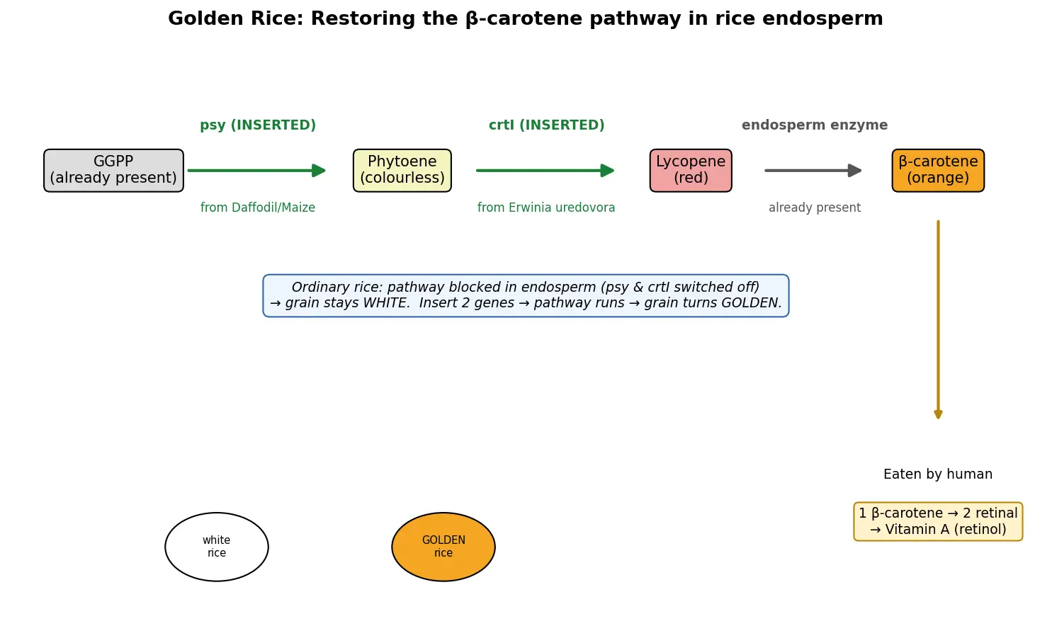 Figure — Explain golden rice and biofortification