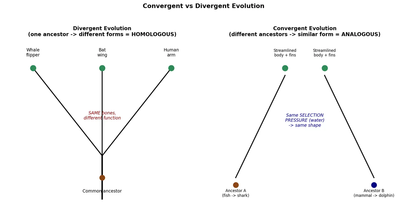 Figure — Explain convergent and divergent evolution