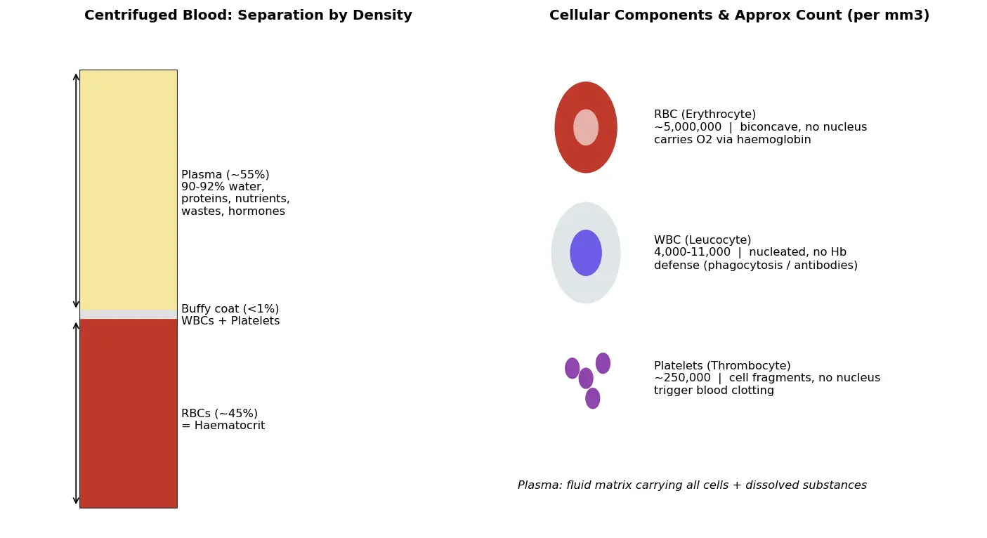 Figure — Describe blood components (plasma, RBCs, WBCs, platelets)