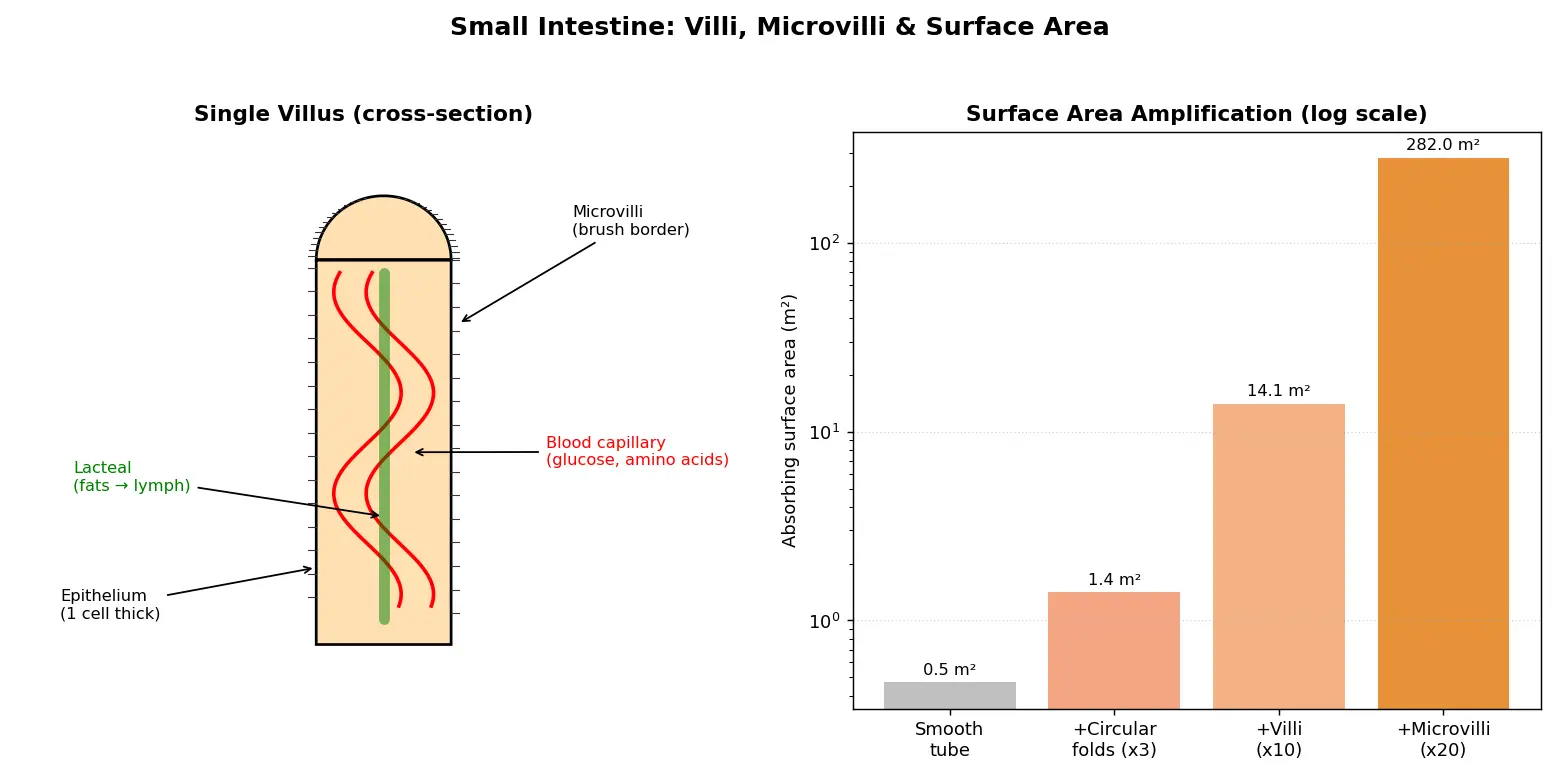 Figure — Describe small intestine structure (villi, microvilli)