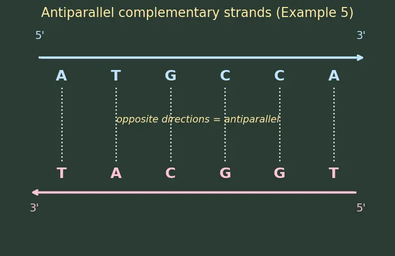 Figure — Nucleic acids — DNA, RNA; base pairing, double helix, replication, transcription, translation (overview)