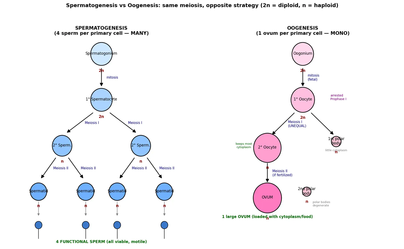 Figure — Explain spermatogenesis and oogenesis