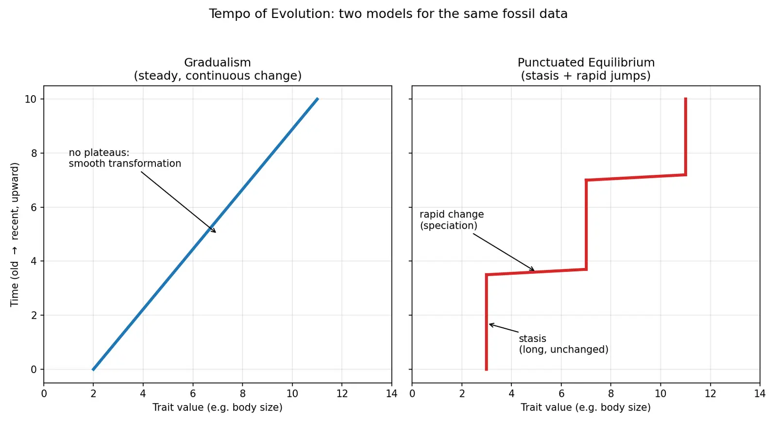 Figure — Explain gradualism vs punctuated equilibrium