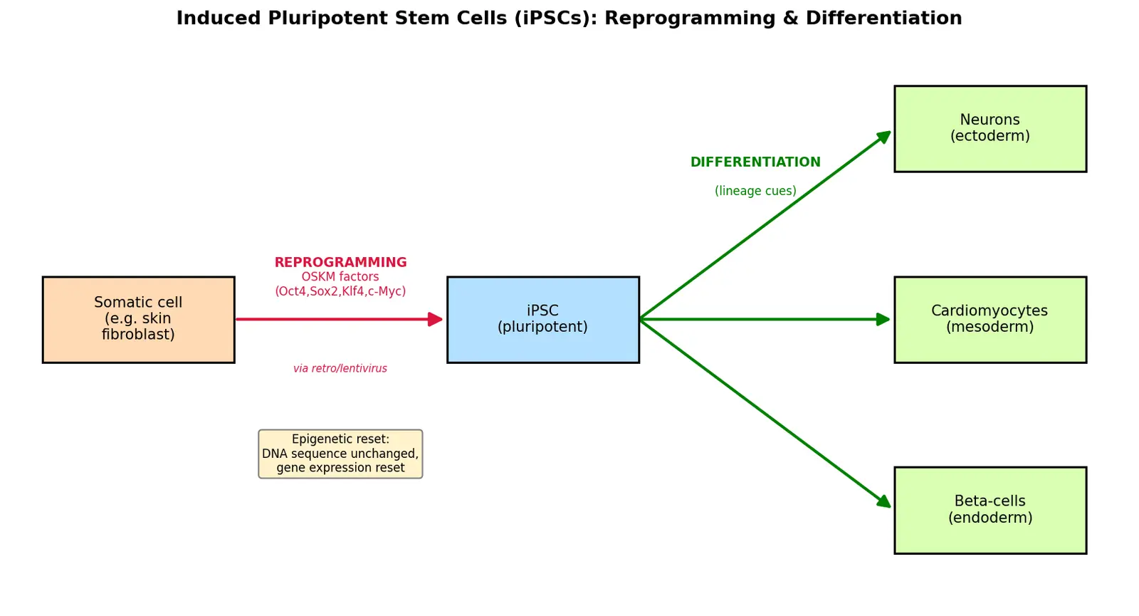Figure — Explain induced pluripotent stem cells (iPSCs)