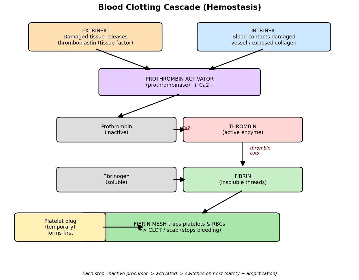 Figure — Describe blood clotting mechanism