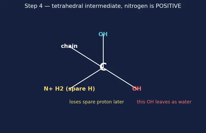Figure — Peptide bond; primary, secondary, tertiary, quaternary protein structure
