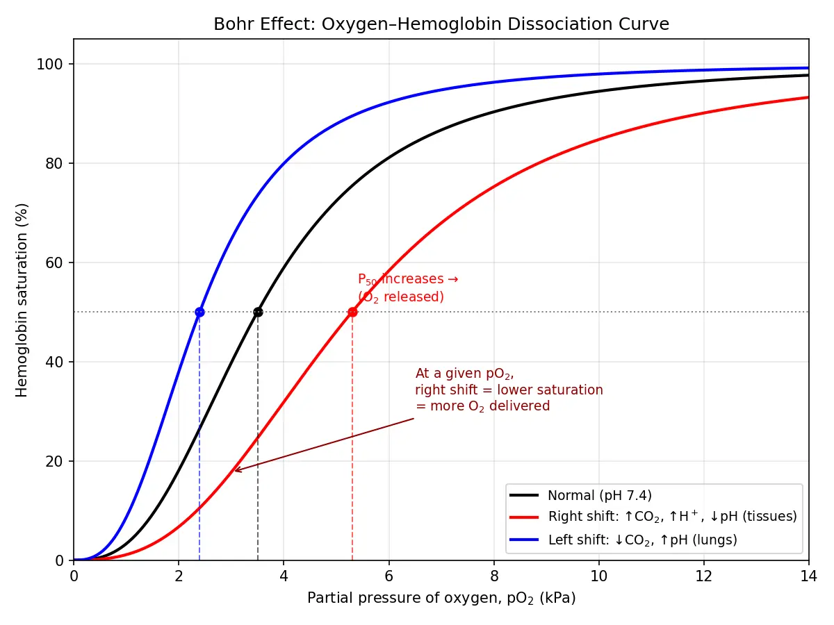Figure — Describe the Bohr effect