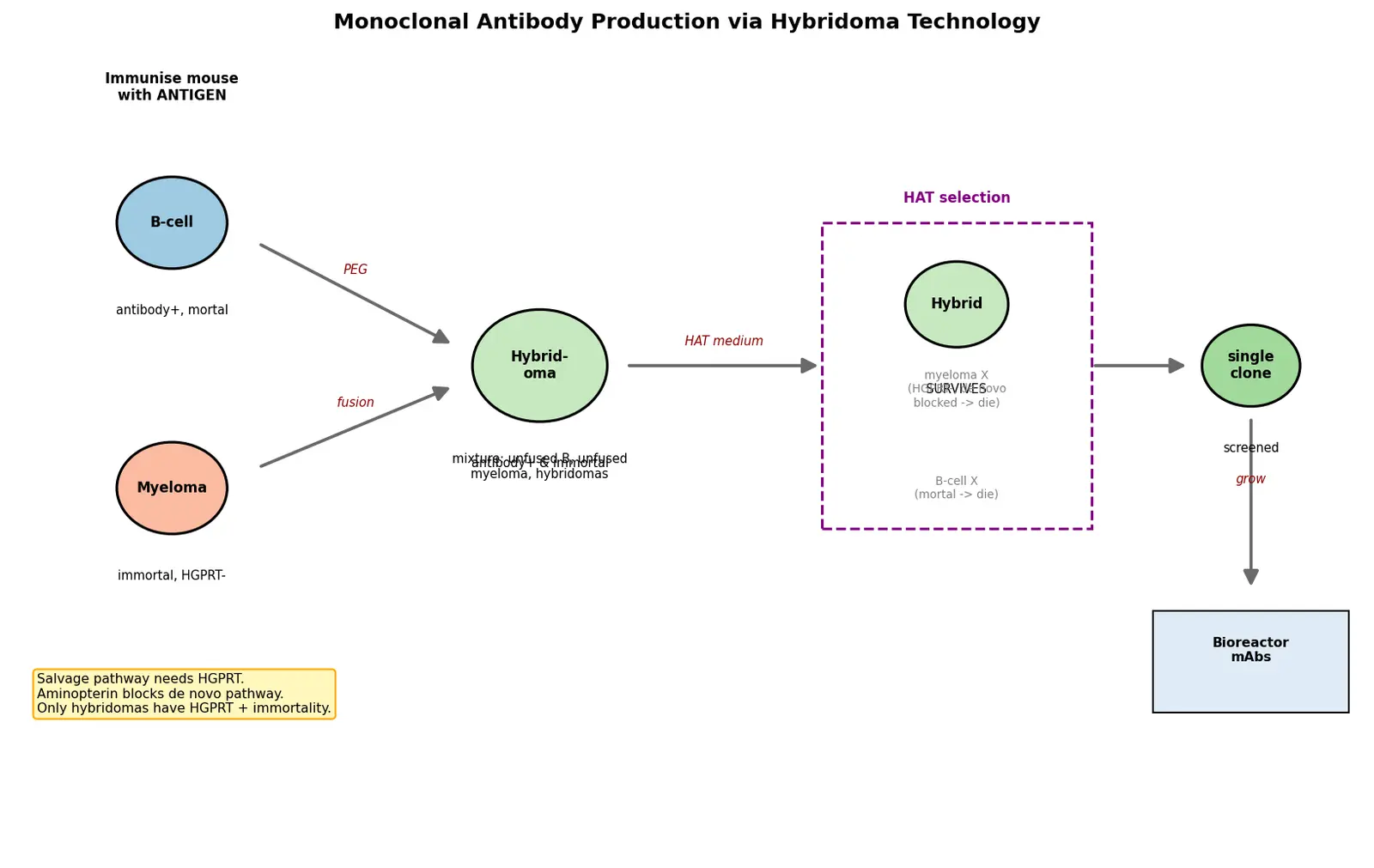 Figure — Explain monoclonal antibody production