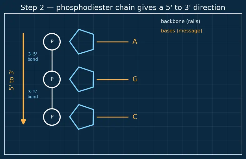 Figure — Nucleic acids — DNA, RNA; base pairing, double helix, replication, transcription, translation (overview)