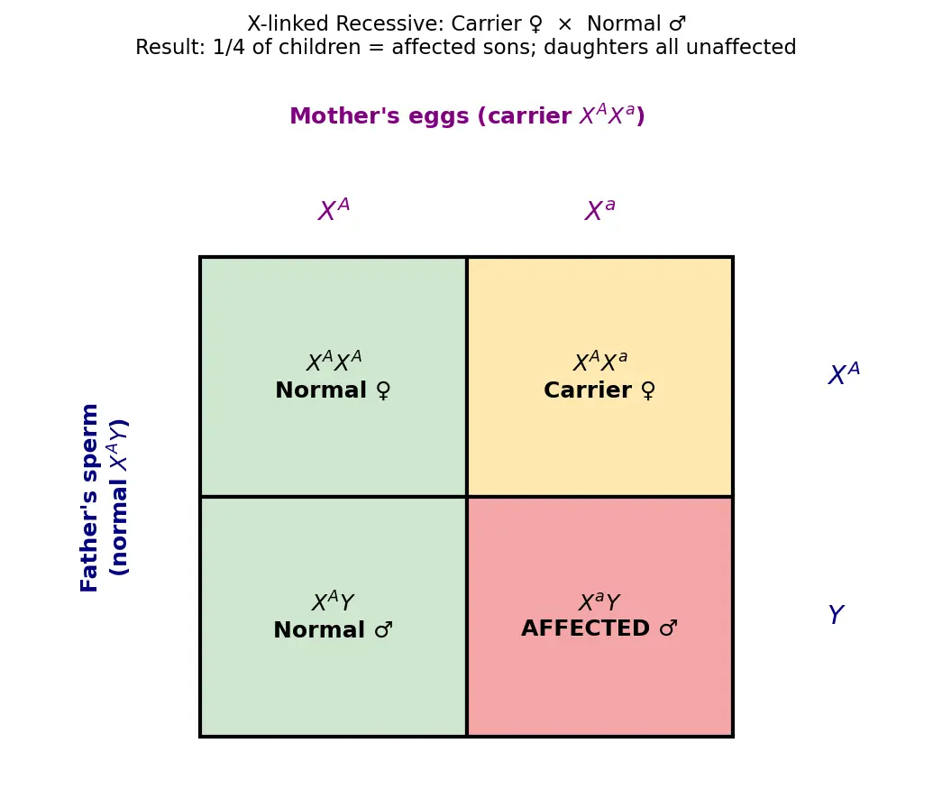 Figure — Explain X-linked recessive disorders (hemophilia, colorblindness)