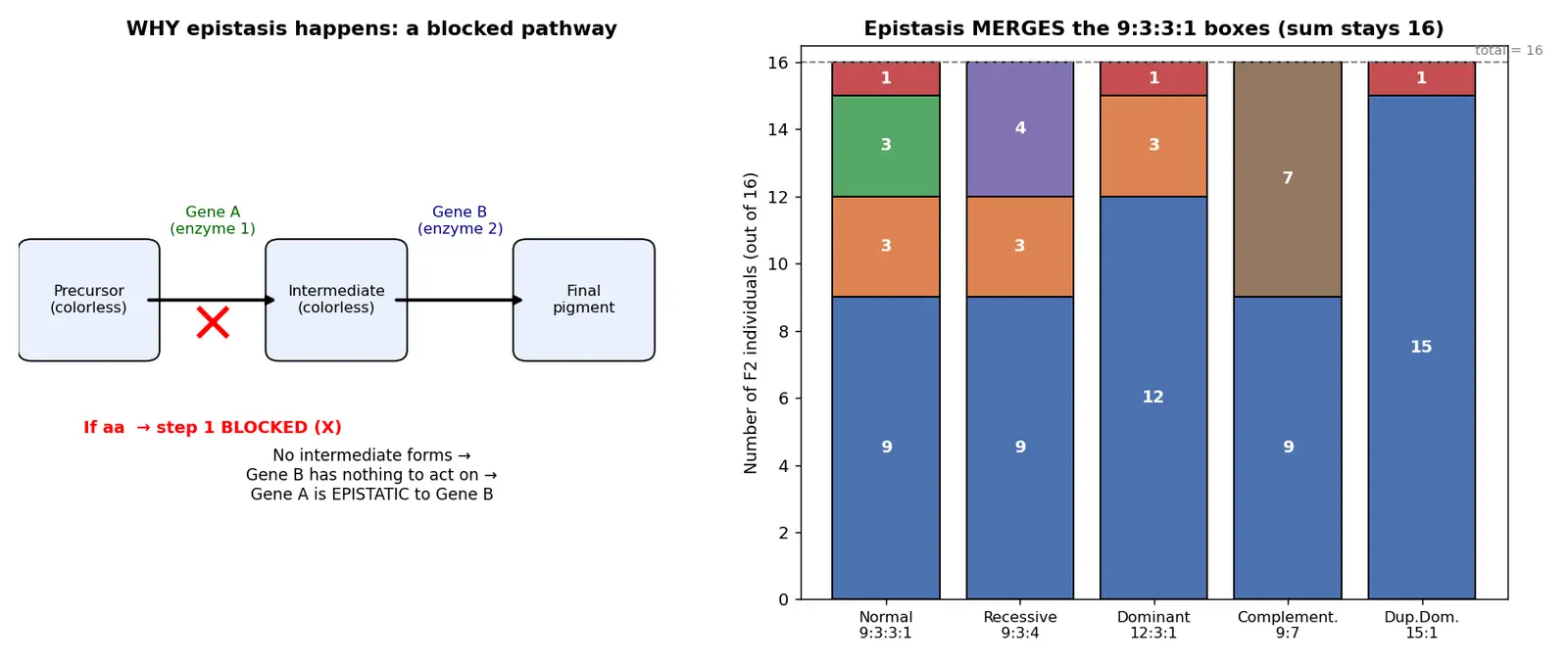 Figure — Explain epistasis