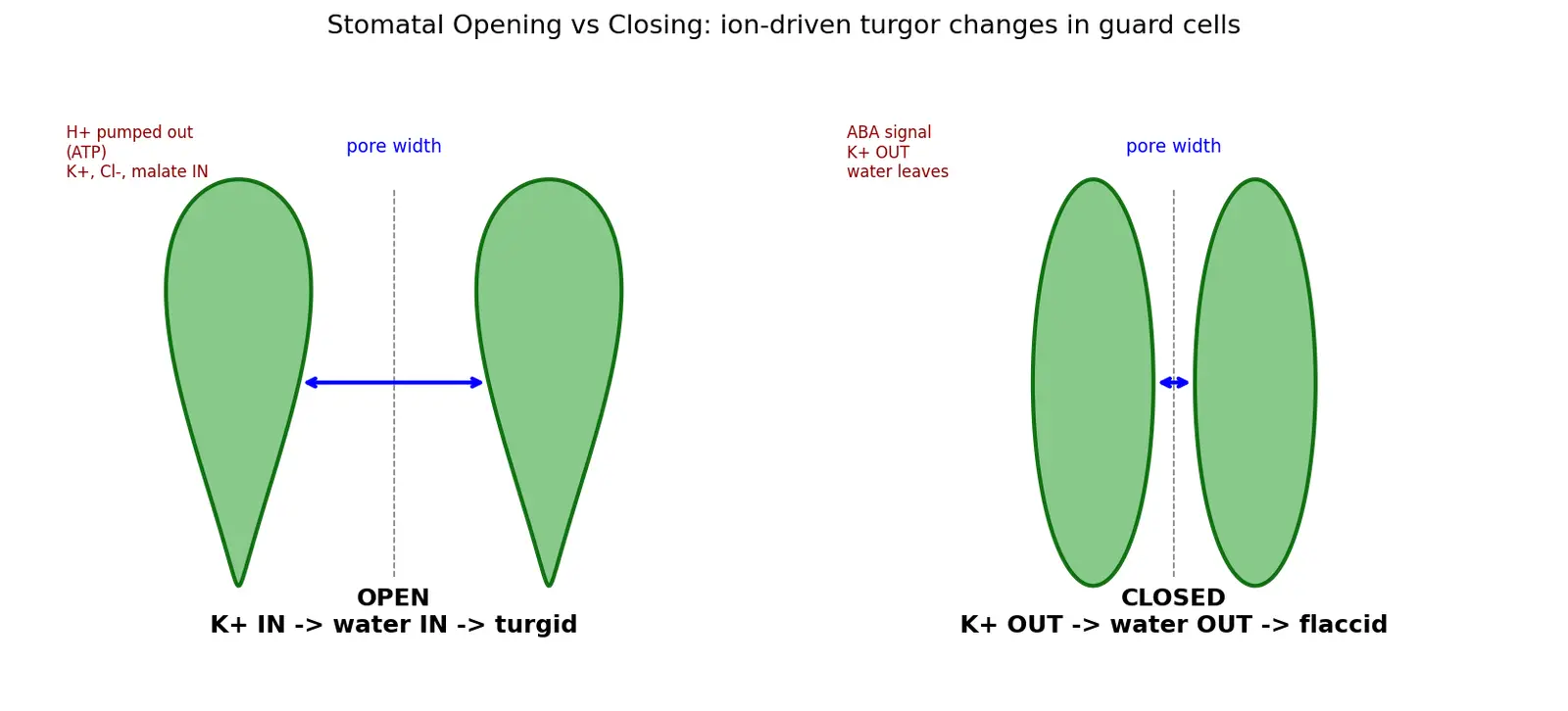 Figure — Explain stomatal opening and closing
