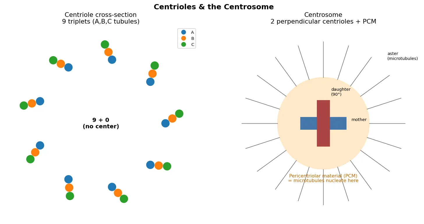 Figure — Explain centrioles and the centrosome