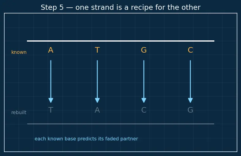 Figure — Nucleic acids — DNA, RNA; base pairing, double helix, replication, transcription, translation (overview)