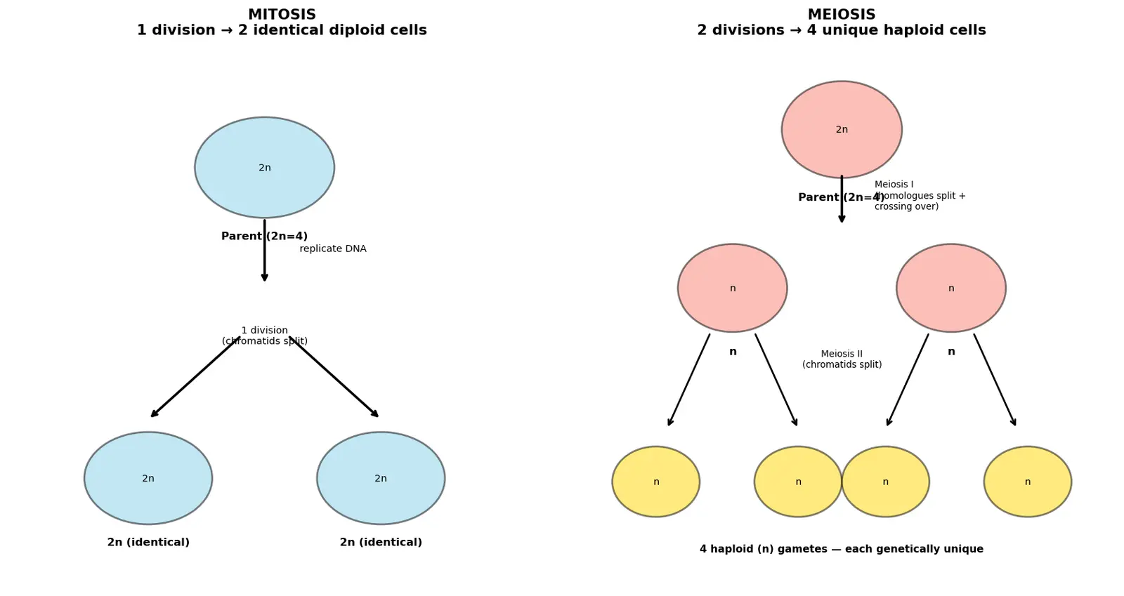 Figure — Compare mitosis and meiosis