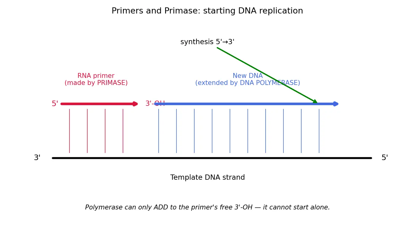 Figure — Describe primers and primase