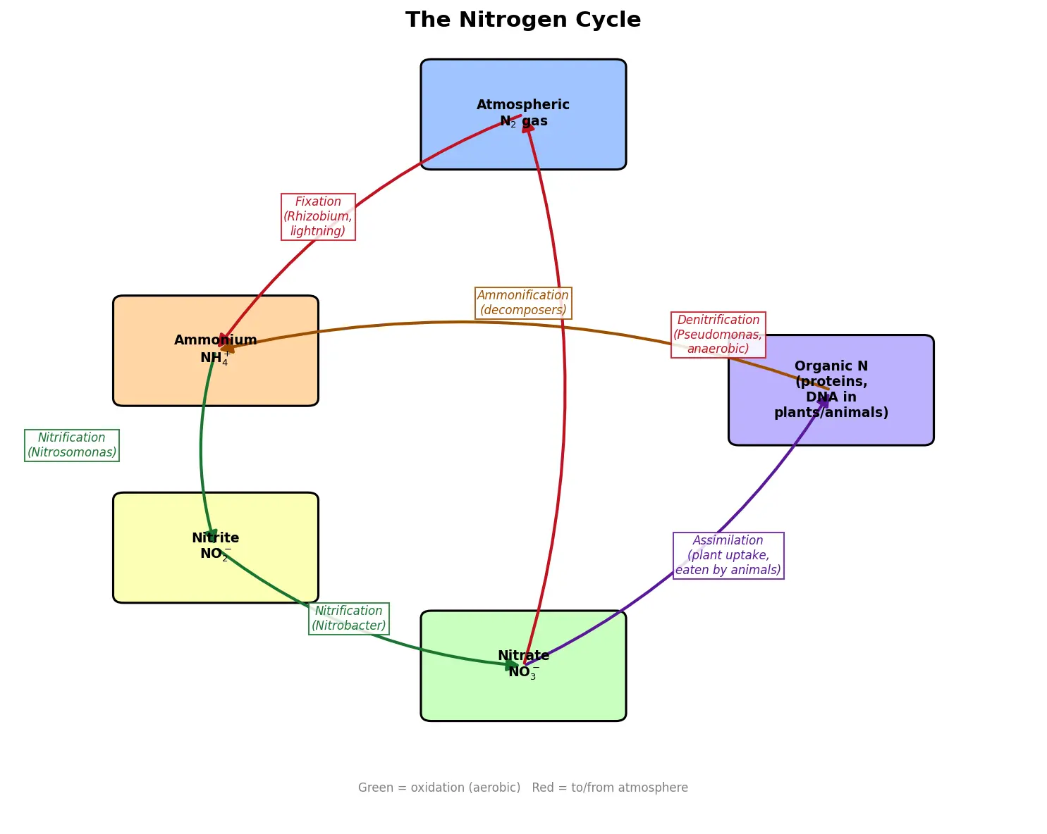 Figure — Describe the nitrogen cycle
