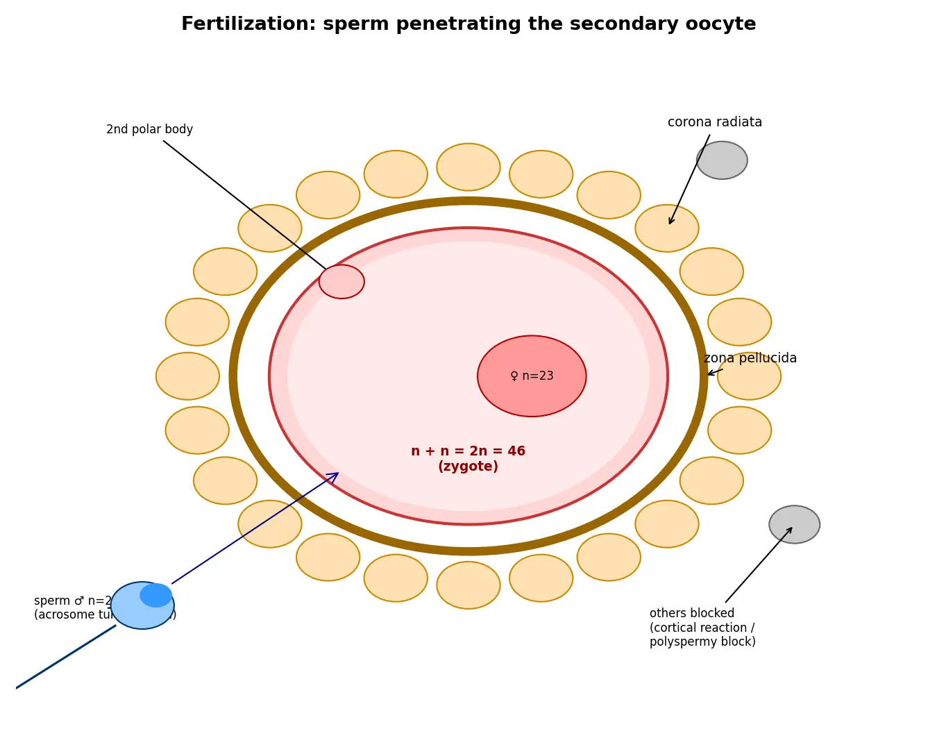 Figure — Describe fertilization