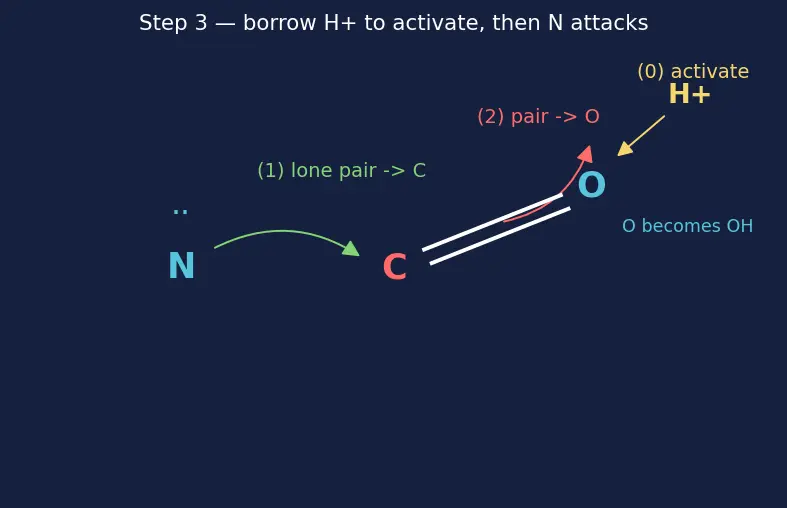 Figure — Peptide bond; primary, secondary, tertiary, quaternary protein structure