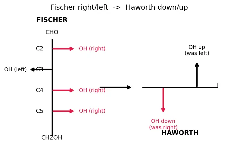 Figure — Carbohydrates — classification (mono - di - polysaccharides), Fischer - Haworth projections, mutarotation, glycosidic bo