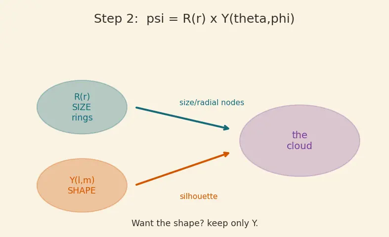 Figure — Orbital shapes — s (spherical), p (dumbbell), d (cloverleaf), f