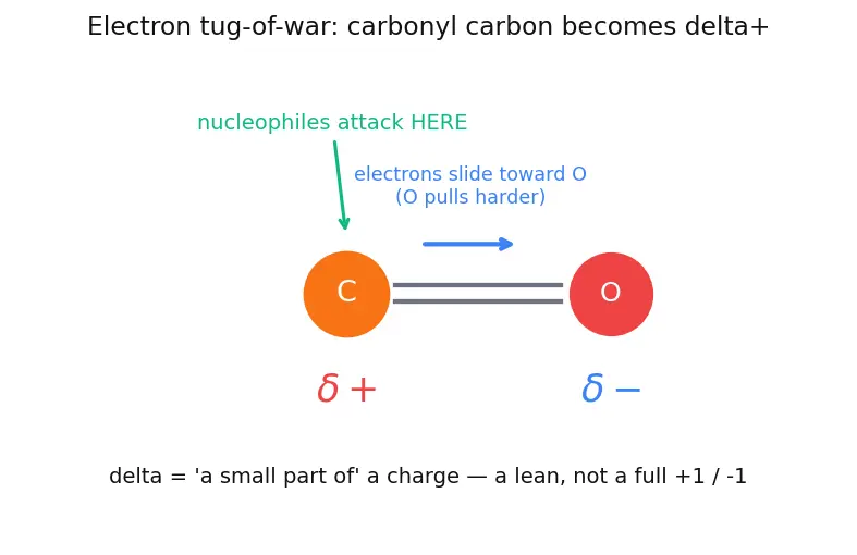 Figure — Carboxylic acids — acidity, derivatives (acid chlorides, anhydrides, esters, amides), Hell-Volhard-Zelinsky, esterificat