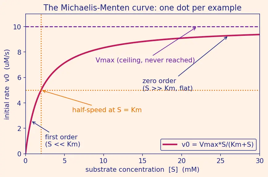 Figure — Enzymes — lock-and-key vs induced fit; Michaelis-Menten kinetics