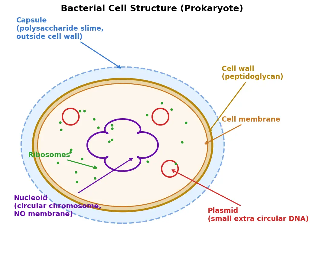 Figure — Describe bacterial cell structure (nucleoid, plasmid, capsule)