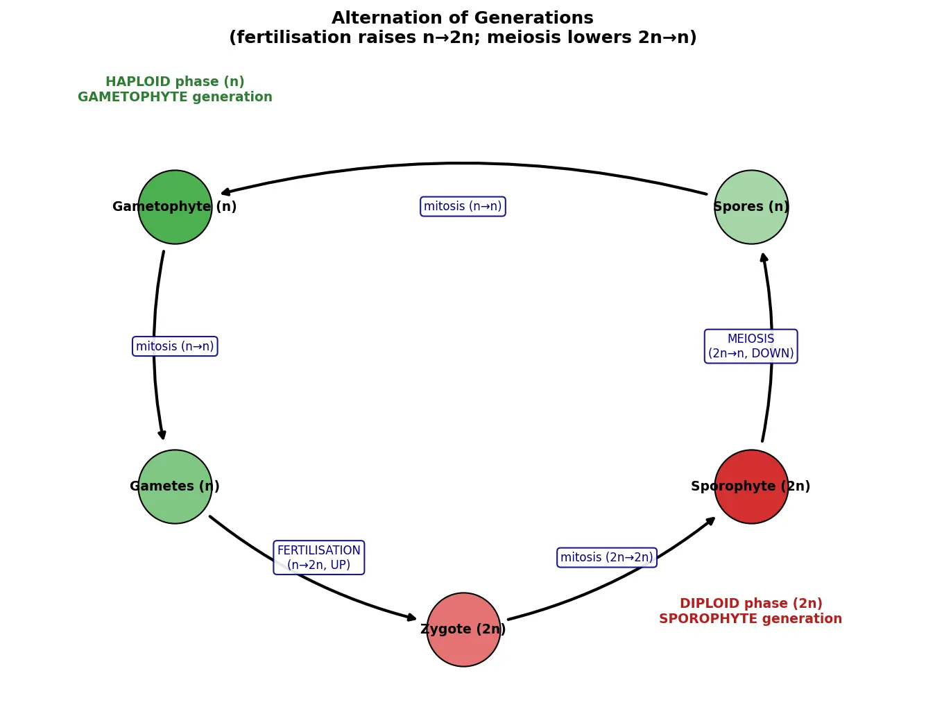 Figure — Describe the alternation of generations