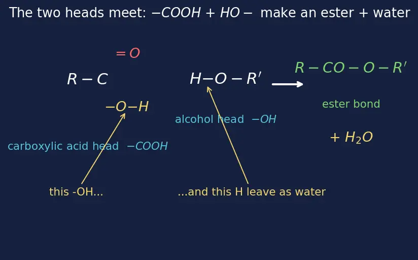 Figure — Lipids — fatty acids, triglycerides, phospholipids; saponification
