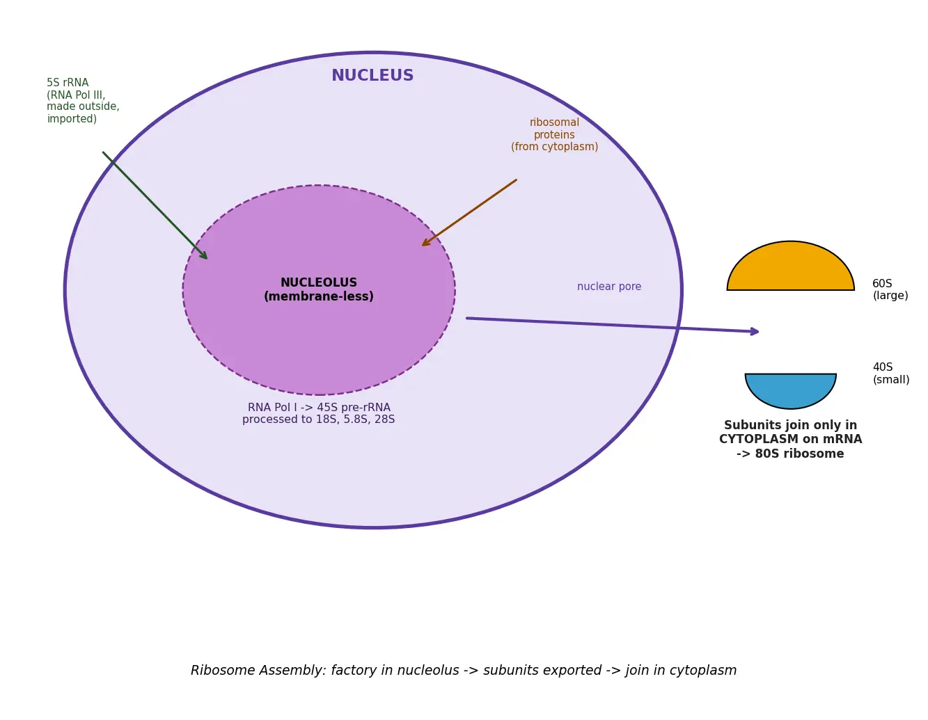 Figure — Explain the nucleolus and ribosome assembly