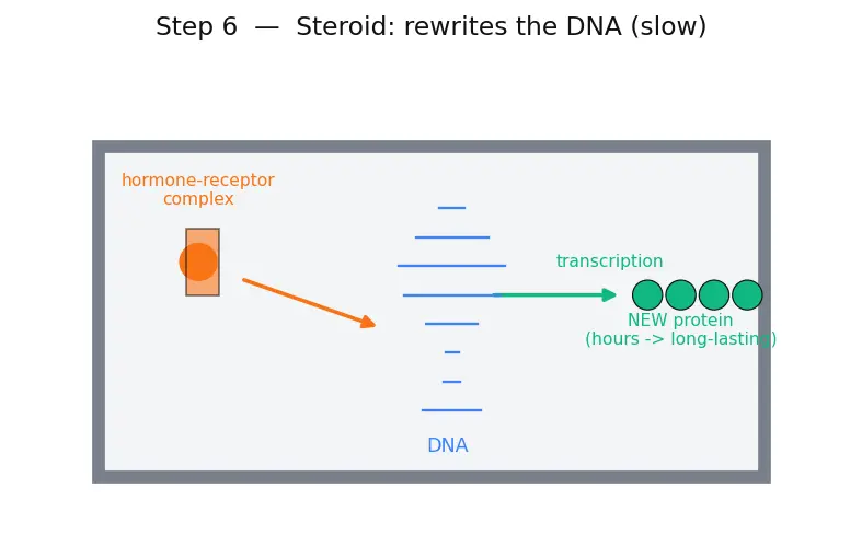 Figure — Hormones — peptide vs steroid (overview)