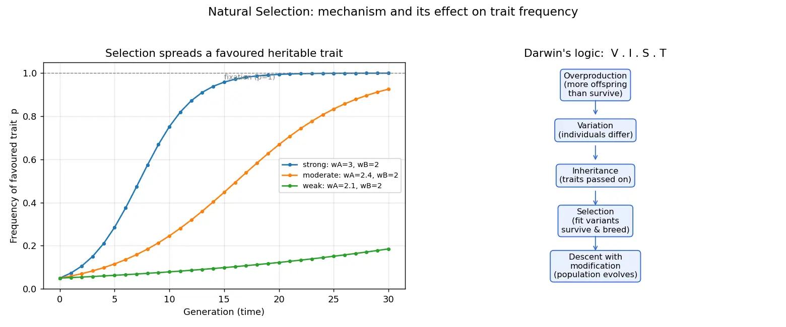 Figure — Describe Darwin's theory of natural selection