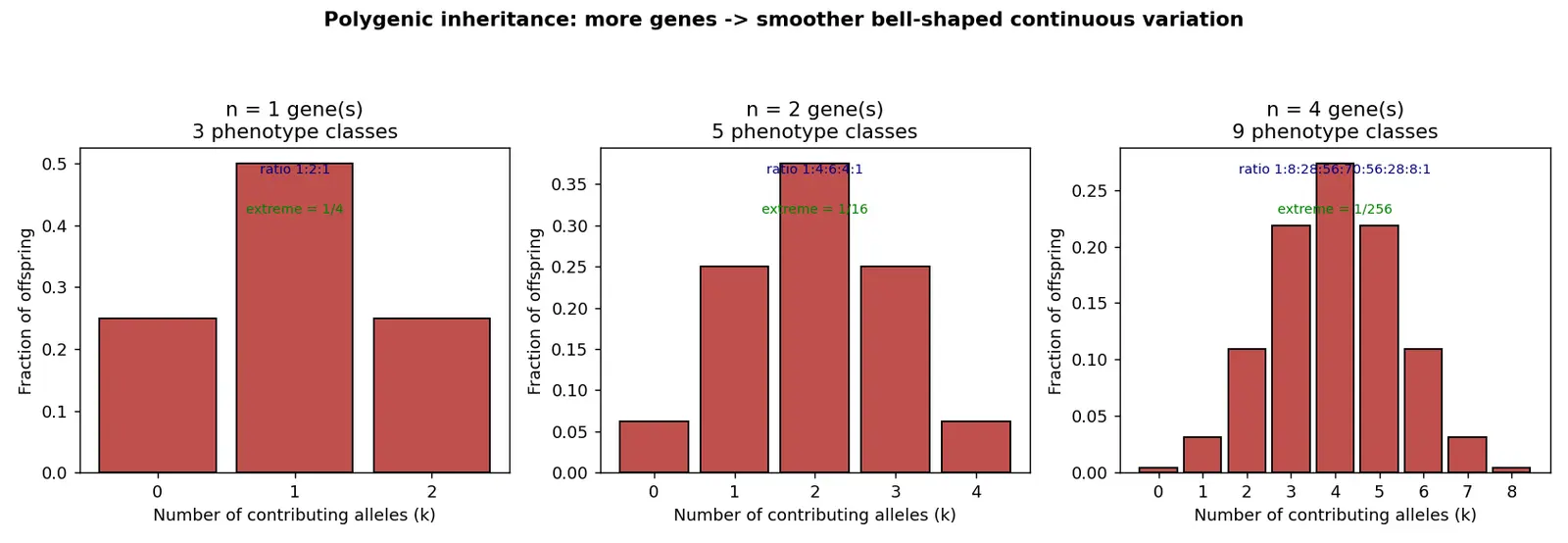 Figure — Explain polygenic inheritance