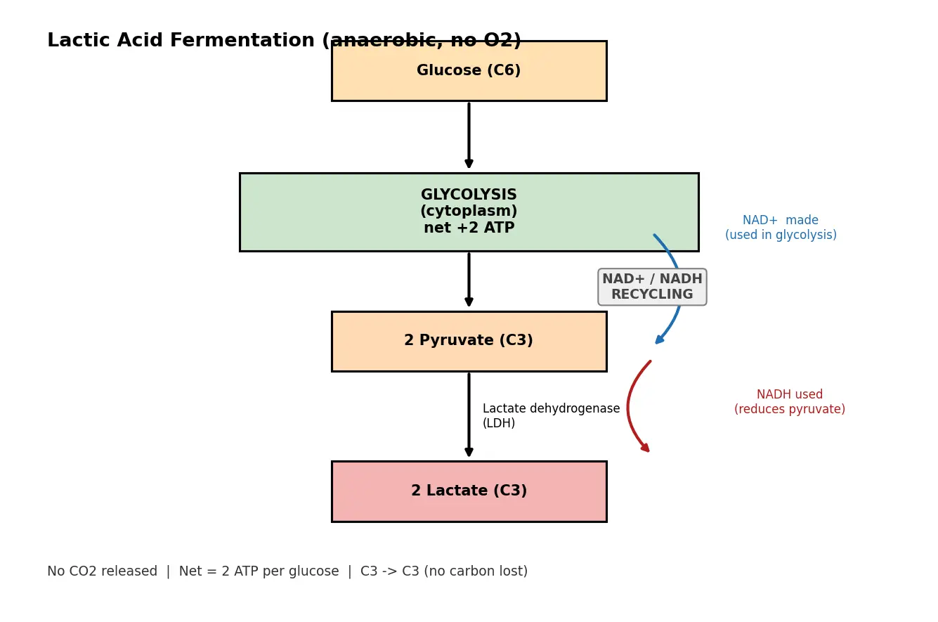 Figure — Describe lactic acid fermentation